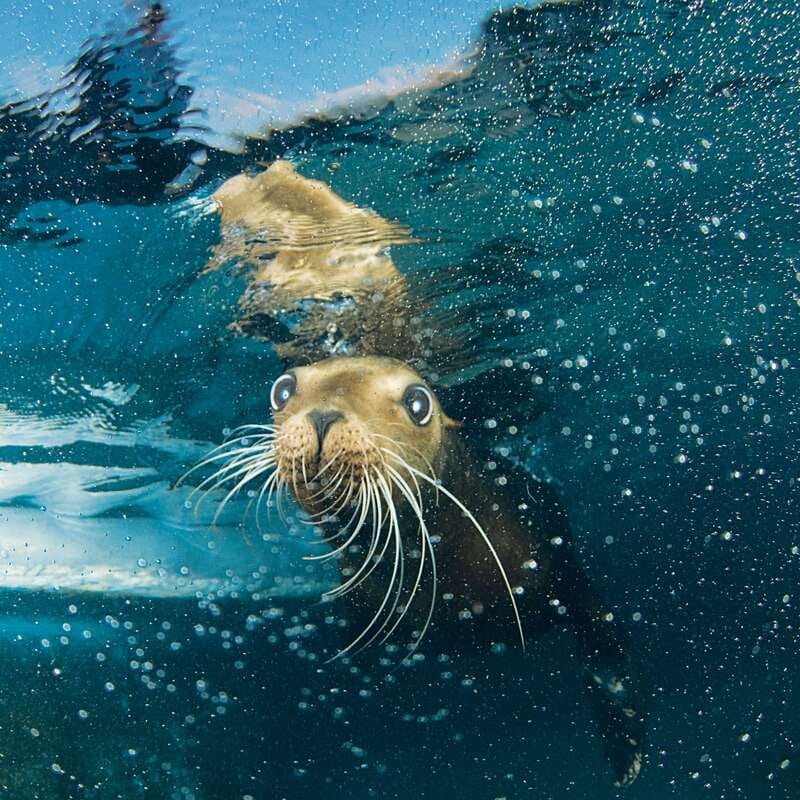 Cozumel: Sea Lion Program at Chankanaab Beach Adventure Park - What Is Included and What Isn’t