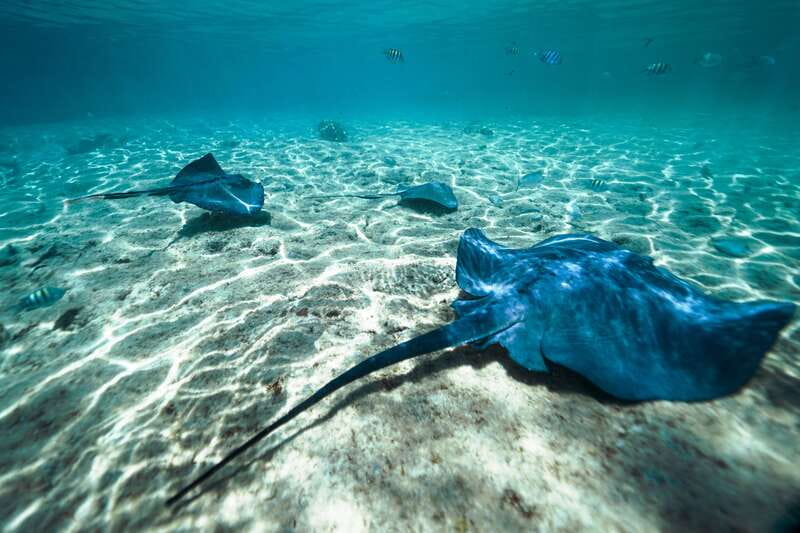 Cozumel: Snorkel and Swim with Stingrays - Discover the Unique Opportunity to Swim with Stingrays in Cozumel