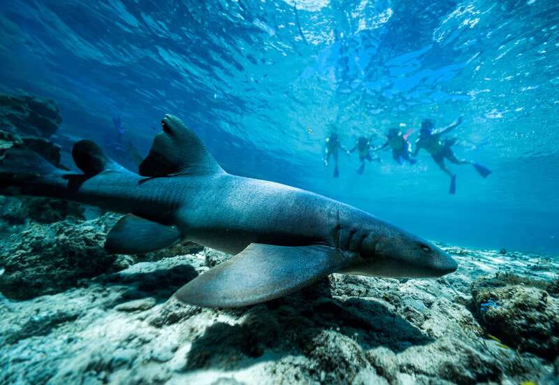 Cozumel: Snorkel and Swim with Stingrays - Frequently Asked Questions