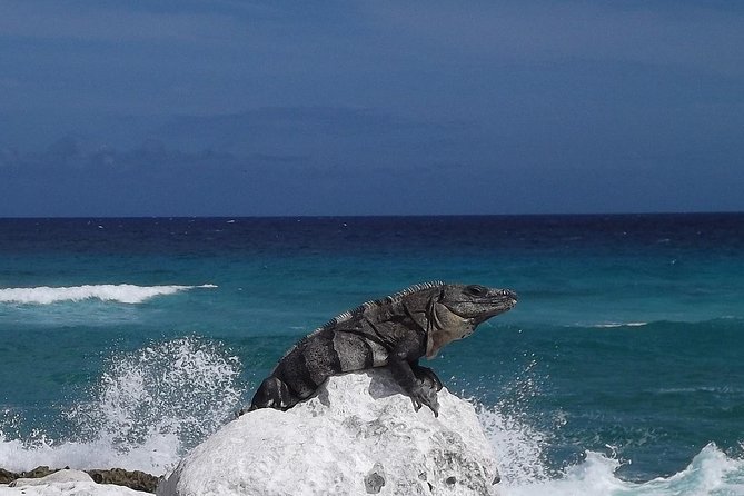 Cozumel Snorkeling Adventure full day Tour - Return to Riviera Maya