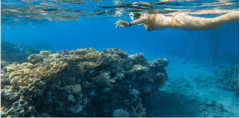 Cozumel: Snorkeling Adventure - The Guide Experience and Group Atmosphere