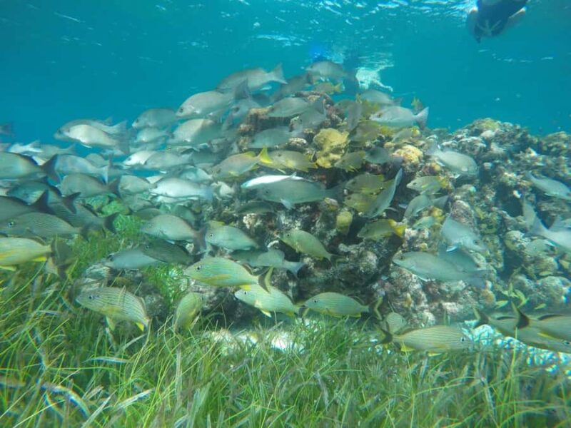 Cozumel: Snorkeling at Playa El Cielo with drinks, ceviche, and more - Starting Point at Marina Caleta and Transport Details