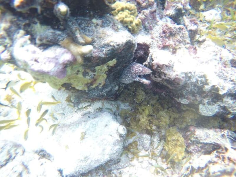 Cozumel: Snorkeling at Playa El Cielo with drinks, ceviche, and more - All-Inclusive Food and Drink Offerings