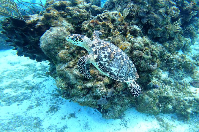 Cozumel Snorkeling Reef Experience with Ceviche and Beers - What’s Included in the Snorkeling Experience