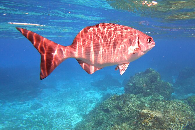 Cozumel Snorkeling Reef Experience with Ceviche and Beers - The Experience of the Guides and Crew