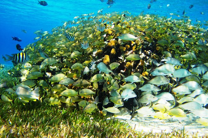 Cozumel Snorkeling Tour at Palancar & Colombia Reefs and El Cielo - Palancar Reef: Encounter Nurse Sharks and Tropical Fish