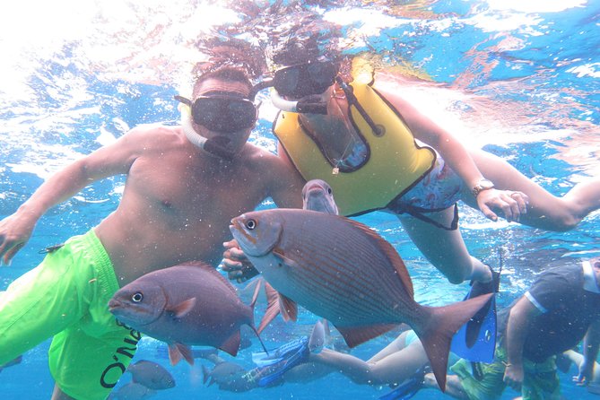 Cozumel Snorkeling Tour at Palancar & Colombia Reefs and El Cielo - Practical Tips for a Smooth Snorkeling Trip