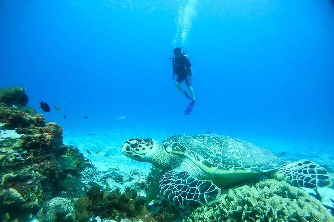 Cozumel Snorkeling Tour: Palancar, Columbia and El Cielo Reefs - Food, Drinks, and Additional Costs