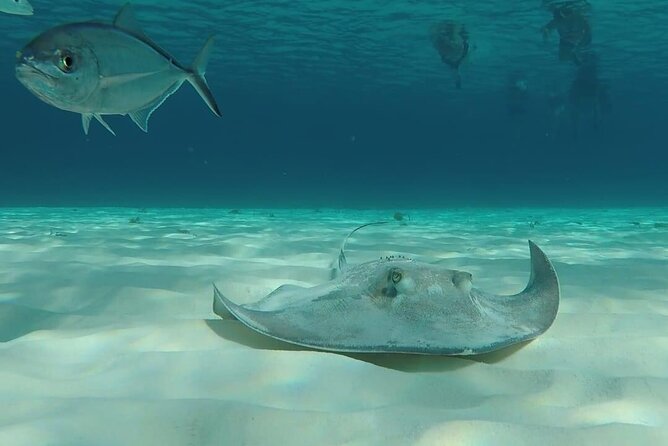 Cozumel Snorkeling Tour: Palancar, Columbia and El Cielo Reefs - Potential Drawbacks and Considerations