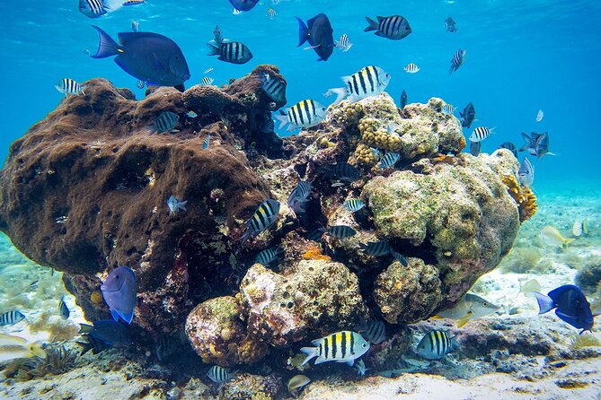 Cozumel Starfish and Tropical Reef Snorkeling by Powerboat with Lunch - Equipment and Safety Gear Provided