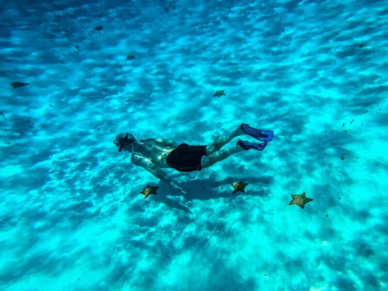 Cozumel: Starfish, Rays and El Cielo Snorkeling Experience - The Marine Life You Can Expect at El Cielo