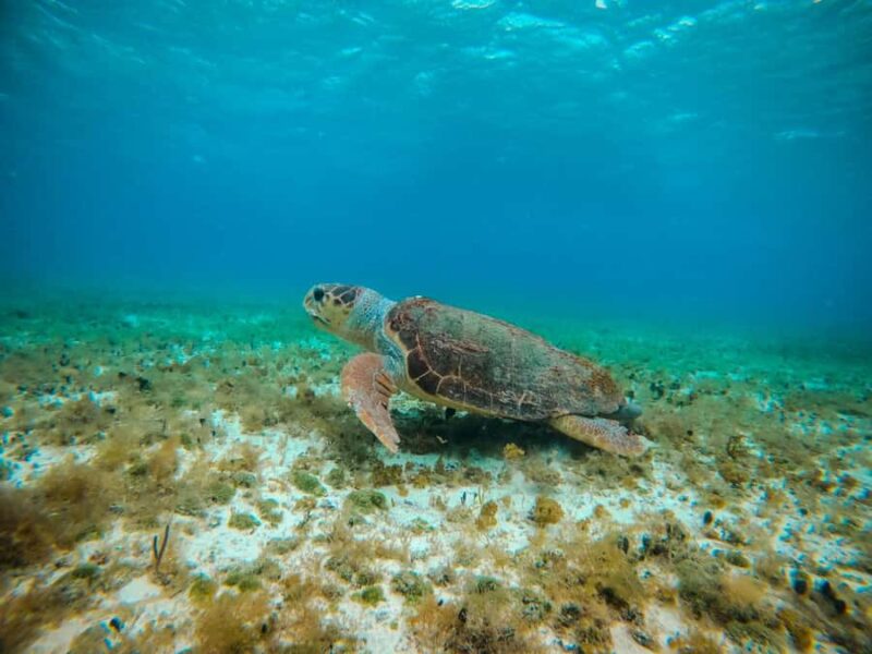 Cozumel: Starfish, Rays and El Cielo Snorkeling Experience - The Practicalities of Meeting and Returning