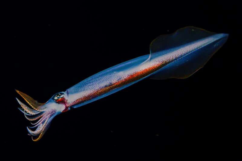 Cozumel: Twilight and Night Dive for Certified Divers - Cozumel: Twilight and Night Dive for Certified Divers – An Exciting Underwater Adventure