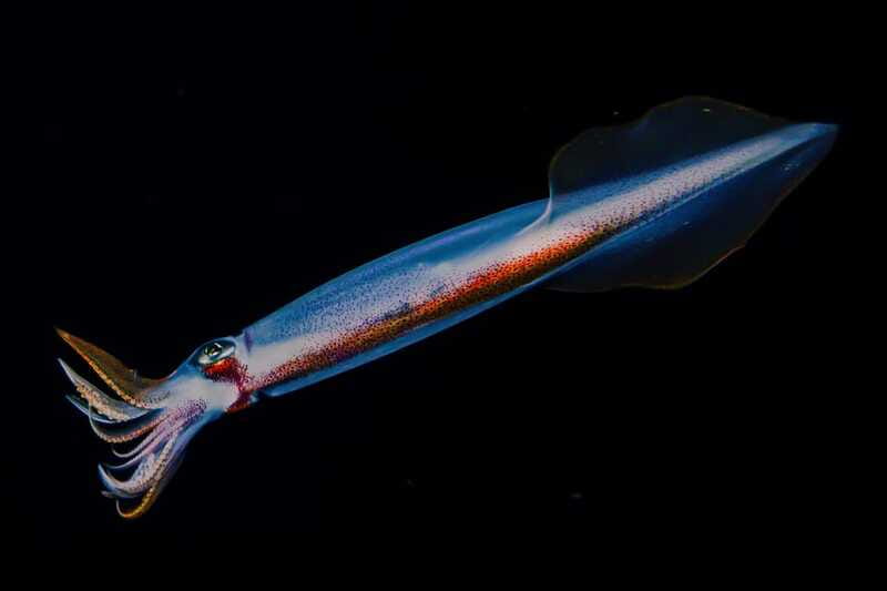 Cozumel: Twilight and Night Dive for Certified Divers - Logistics and Meeting Arrangements for the Tour