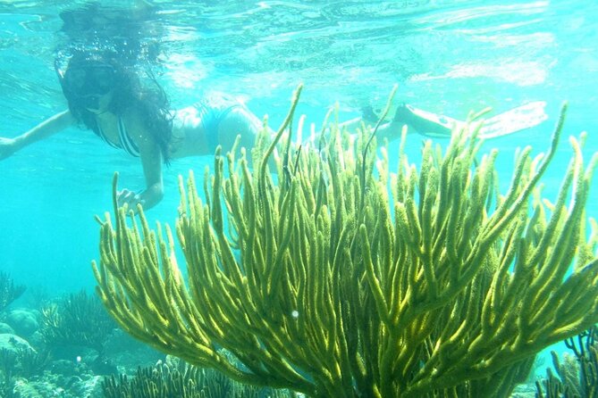 Cozumel Underwater Wonders: El Cielo Sandbar & Reef Snorkeling - Exploring the Shallow Waters of El Cielo