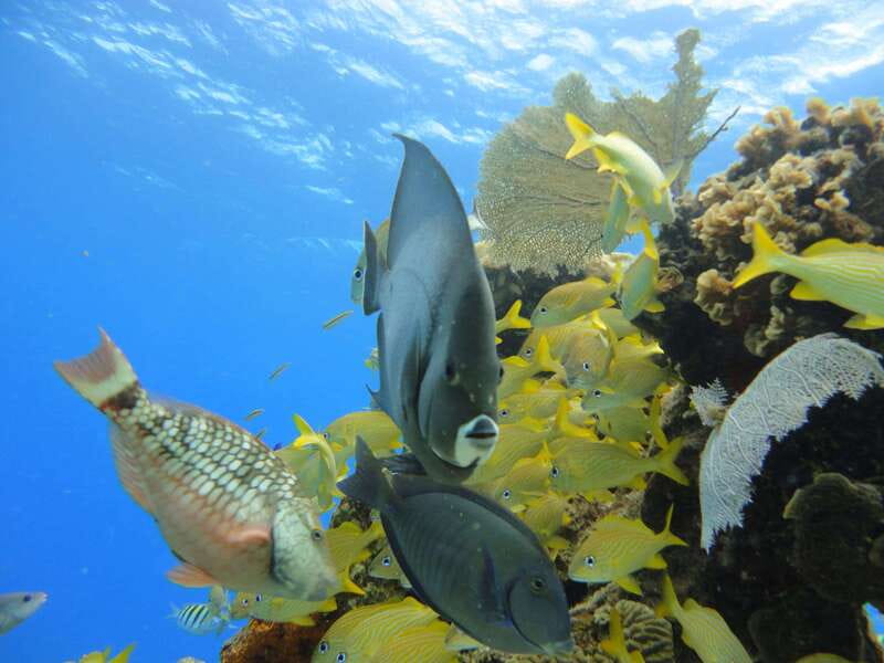Cozumel: VIP Glass Bottom Boat & Snorkeling 3 Reefs Tour - Food and Drinks: Refreshing Beverages Throughout the Trip