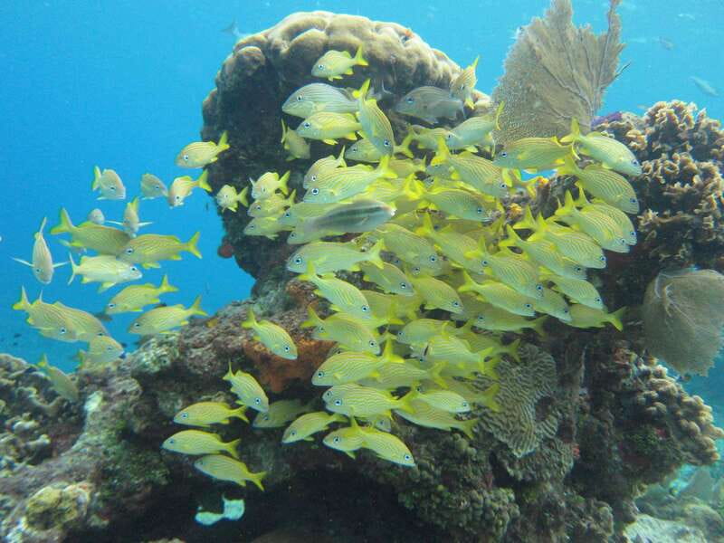 Cozumel: VIP Glass Bottom Boat & Snorkeling 3 Reefs Tour - Physical Requirements and Accessibility Considerations
