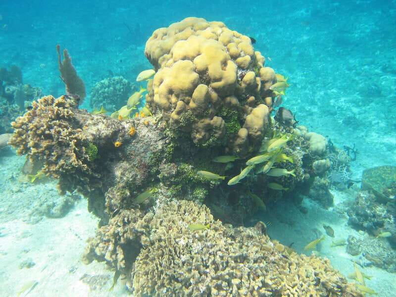 Cozumel: VIP Glass Bottom Boat & Snorkeling 3 Reefs Tour - Visitor Experience and Crew Professionalism