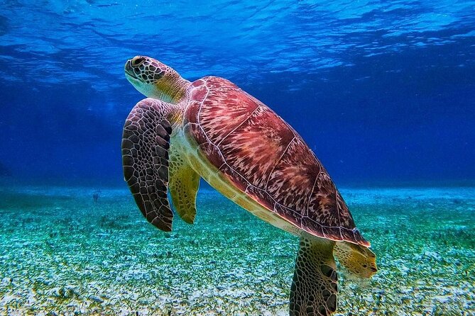 Cozumel's Reefs in El Cielo, Palancar and Columbia Guided Tour - Timing and Pacing for a Smooth Day