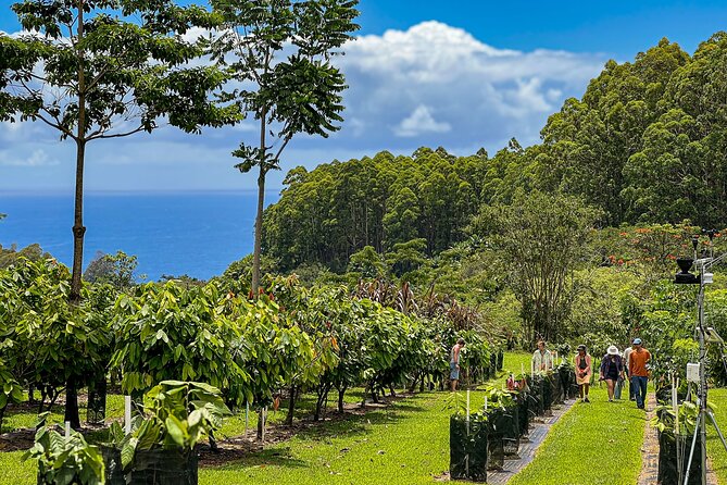 Craft Chocolate Tasting and Farm Experience on the Big Island - Cacao Farm and Orchard Exploration