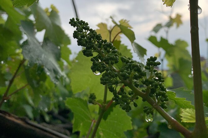 Craftsmanship and Flavors of Sorrento and Amalfi Coast - Scenic Drive Along the Sorrento Coast