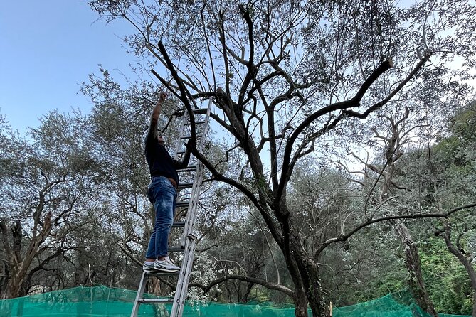 Craftsmanship and Flavors of Sorrento and Amalfi Coast - Sorrento: Olive Oil, Lemons, and Local Wines
