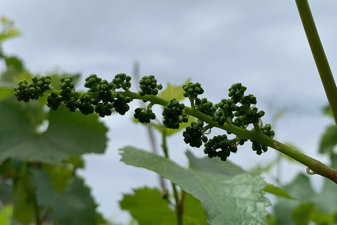 Craftsmanship and Flavors of Sorrento and Amalfi Coast - Experience Flexibility with a Customizable Itinerary