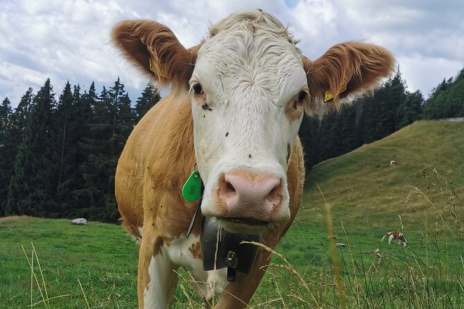 Crash Landing on you Film Location Private Tour from Interlaken - Flexibility and Personalization on Tour