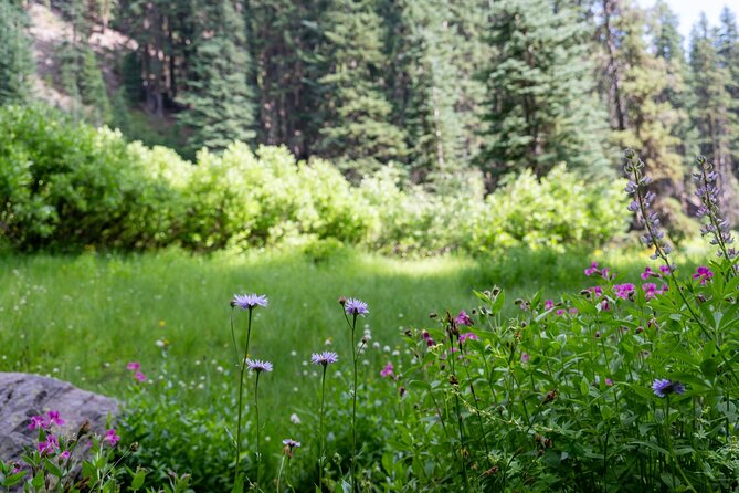 Crater Lake National Park Self-Guided Audio Tour - Discovering the Discovery Point Trail and Sinnott Overlook