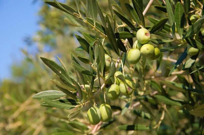 Cres: Olive Oil Walking Tour with Tastings - Discover the Authentic Olive Oil Heritage of Cres