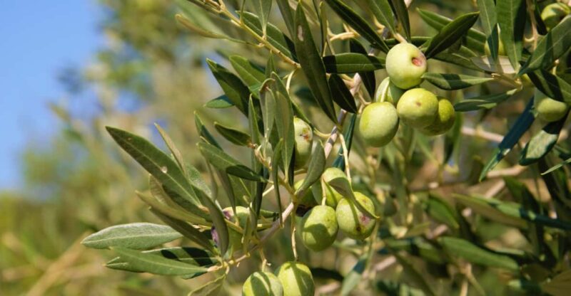Cres: Olive Oil Walking Tour with Tastings - Starting Point at Cres Fun & More Tourist Office
