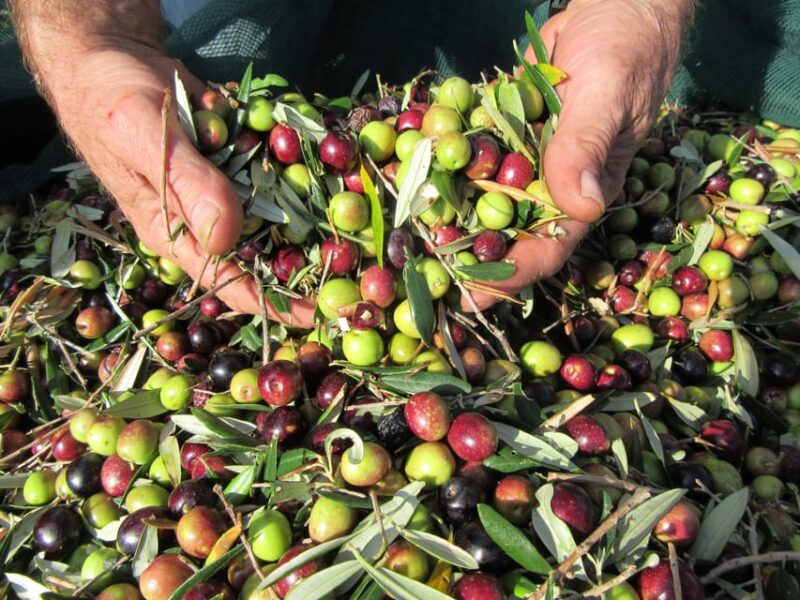 Cres: Olive Oil Walking Tour with Tastings - Visiting Cres’s Only Olive Oil Mill
