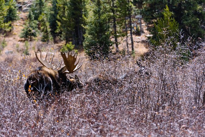 Crested Butte via Cottonwood Pass Private Colorado Adventure Tour - Riverside Views and Wildlife at Taylor Park Reservoir
