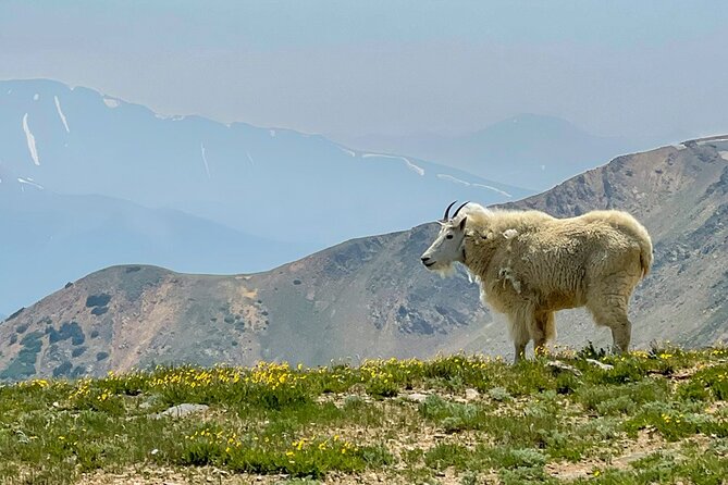 Crested Butte via Cottonwood Pass Private Colorado Adventure Tour - Who Will Most Enjoy This Tour?
