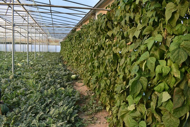 Cretan Farm Tour with Cheese-Making & Picnic with Cretan Vibes - Enjoy a Cretan Picnic with Regional Meze