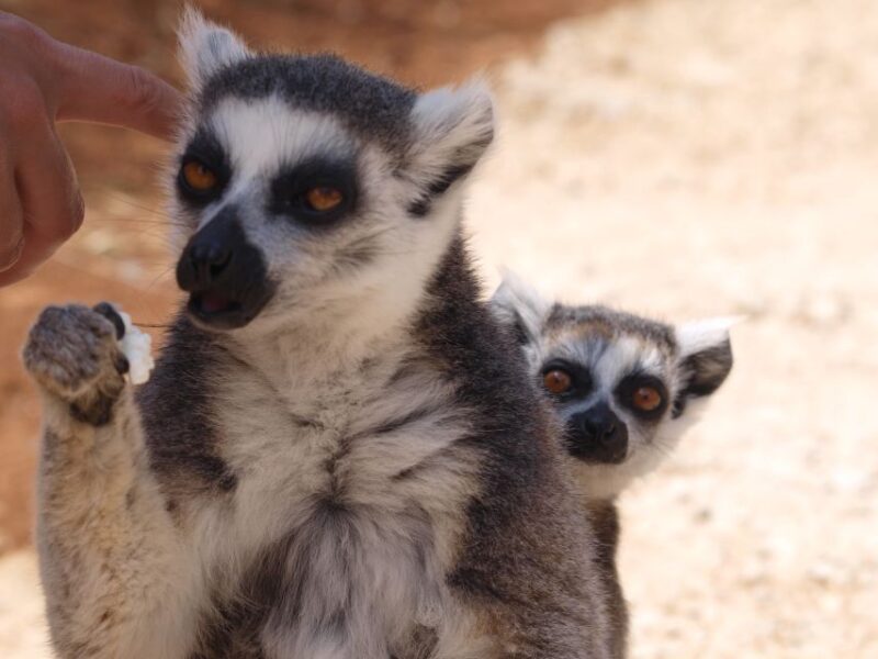 Crete: Agios Nikolaos, Kritsa and Amazonas Park Day Trip - Amazonas Park: A Sanctuary for Endangered Species