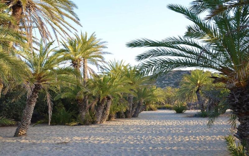 Crete and Heraklion Areas: Direct Day Trip Vai Beach - Transportation and Guide Details