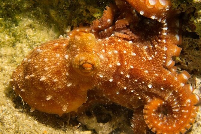 Crete-Chania: Snorkeling & Scuba Dive for Beginners by Boat - Logistics and Meeting Points in Chania