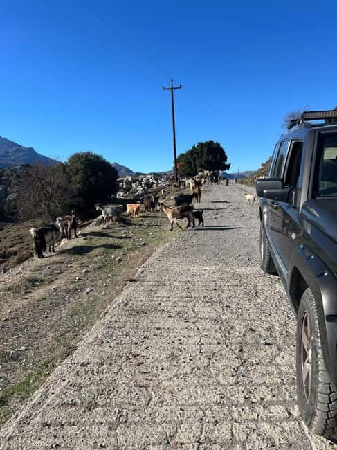 Crete: Explore Lassithi Plateau, Myths & Cretan Cuisine - Wildlife Sightings: Goats, Vultures, and Eagles in Crete’s Mountains