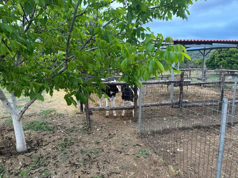 Crete: Farm Visit with Cheese Tasting and Milking Experience - Making Authentic Cretan Cheese from Scratch