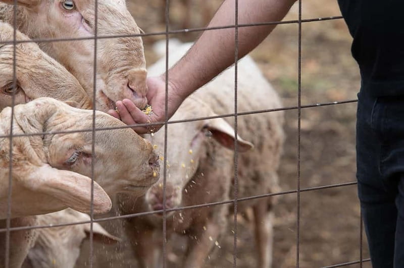 Crete: Farm Visit with Cheese Tasting and Milking Experience - Kid-Friendly Activities and Play Area