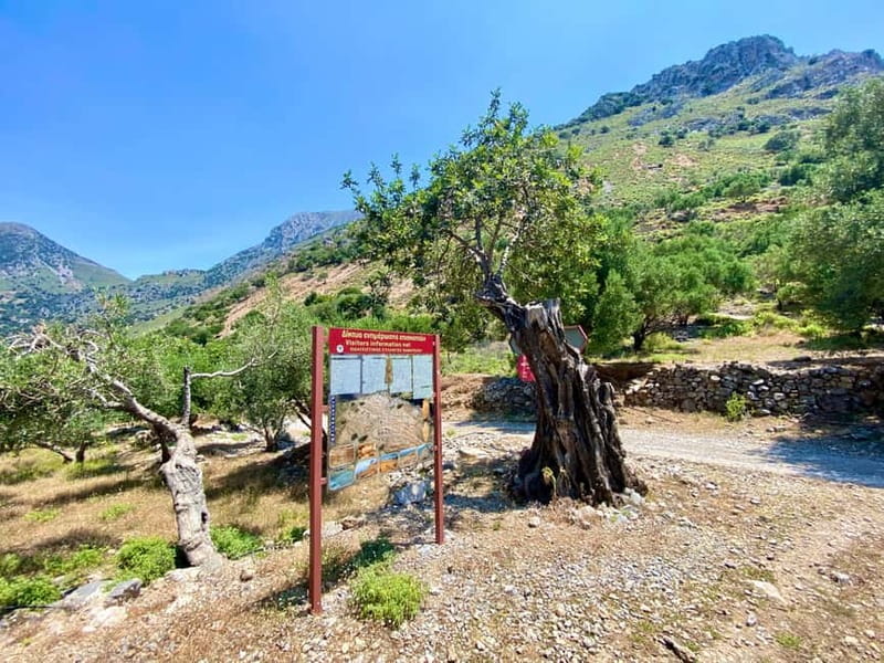 Crete: Guided Hiking Tour, Kavousi Canyon & Swimming - Visiting the 4000-Year-Old Olive Tree of Kavousi