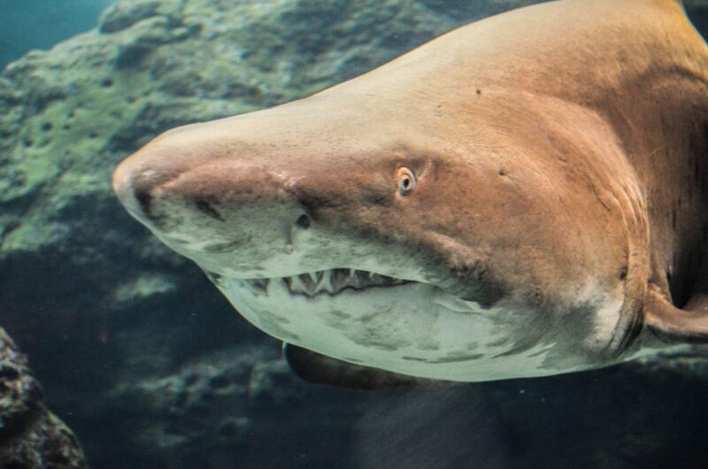 Crete: Heraklion Center, Local Market and Creta Aquarium - Exploring Heraklions Open Market and City Sights