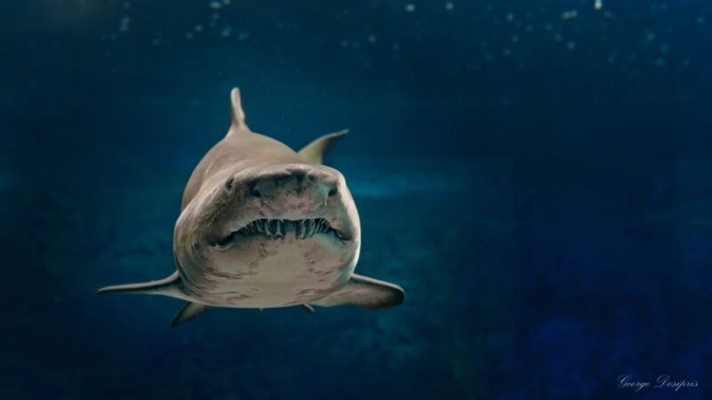 Crete: Heraklion Center, Local Market and Creta Aquarium - Crete: Heraklion Center, Local Market, and Creta Aquarium – Final Thoughts