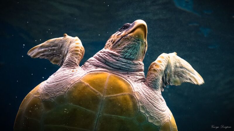 Crete: Heraklion Center, Local Market and Creta Aquarium - Frequently Asked Questions