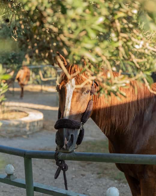 Crete Horse Riding: East Coastline Ride - Crete Horse Riding: East Coastline Ride in Summary