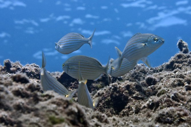 Crete Introductory Scuba Diving Experience - Key Points