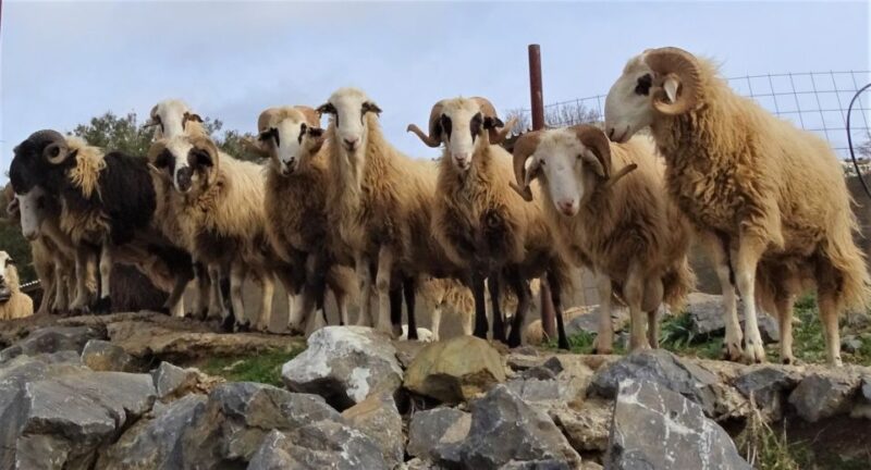 Crete: Knossos Palace, Zeus Cave & Oil Mill Private Tour - Practical Details and Transportation