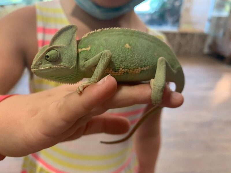 Crete: Melidoni Cave, Honey, Olive Oil & Reptisland - Who Will Enjoy This Crete Tour Most?