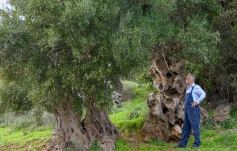 Crete: Spinalonga, Agios Nikolaos and Olive Oil Farm Tour - Spinalonga Island: History and Photos